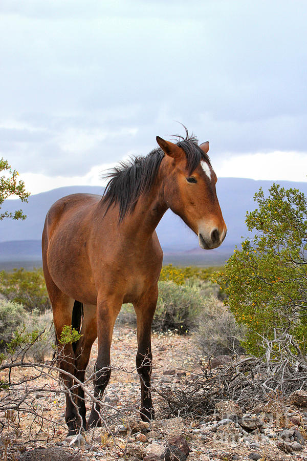 Death Valley National Park Photograph - Chicago Valley Wild Mustang by Adam Jewell