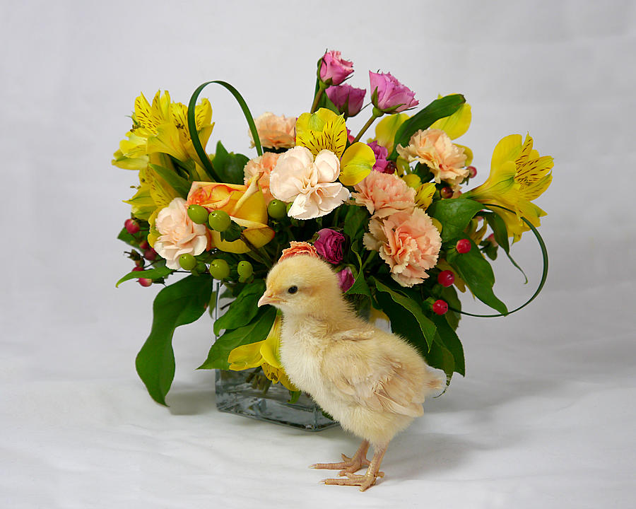 Chick Art 1 - Floral  Photograph by Richard Reeve