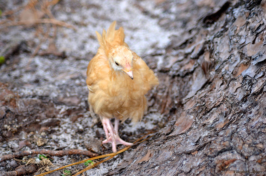 Golden Chick Photograph By Elizabeth Abbott