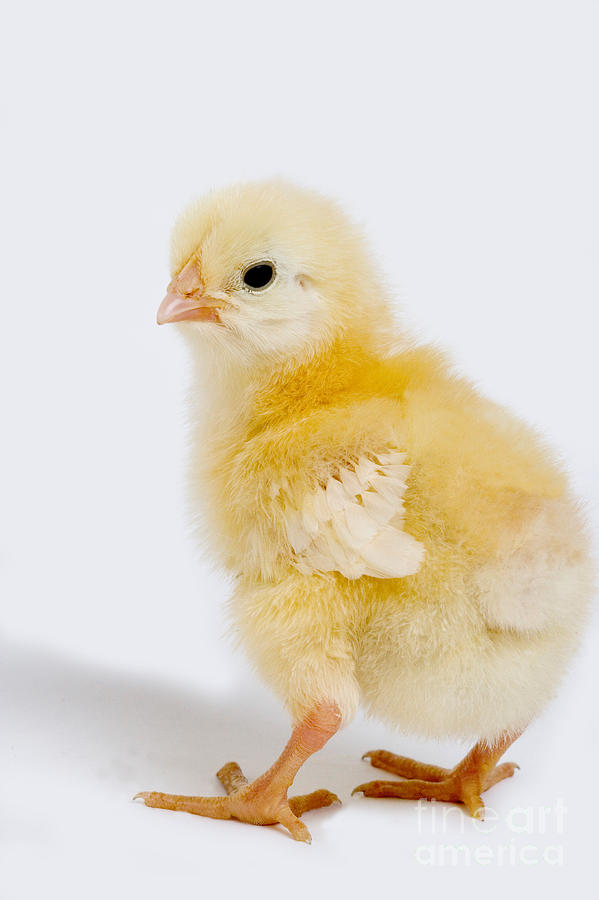 Chick Photograph by Gerard Lacz