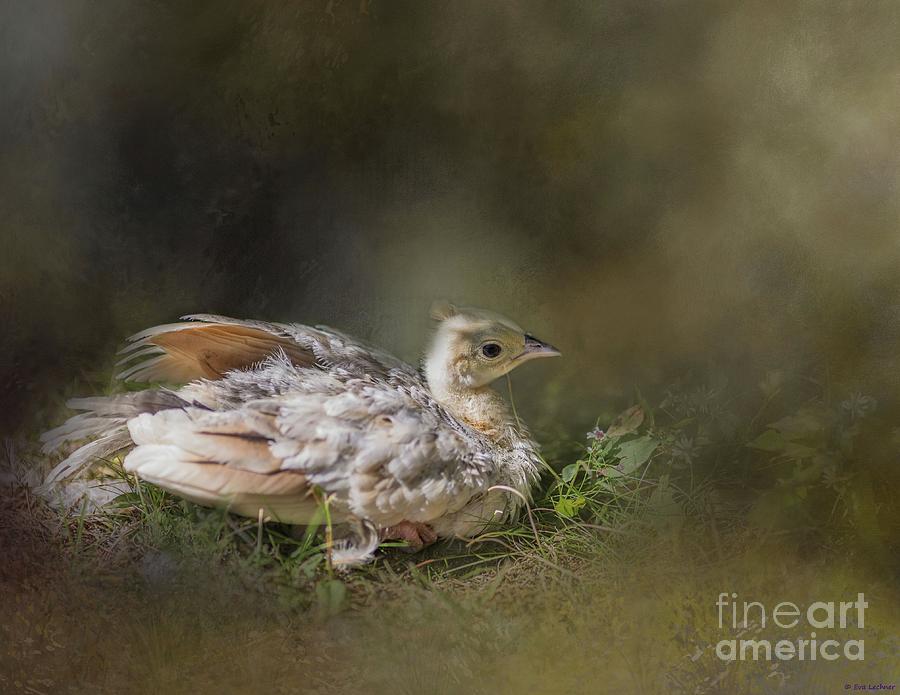 Bird Photograph - Chick White Peacock by Eva Lechner