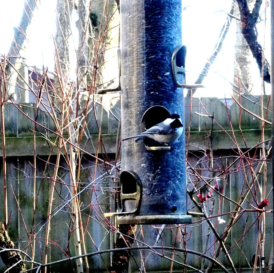 Chickadee by Amanda Balough Chickadee by Amanda Balough