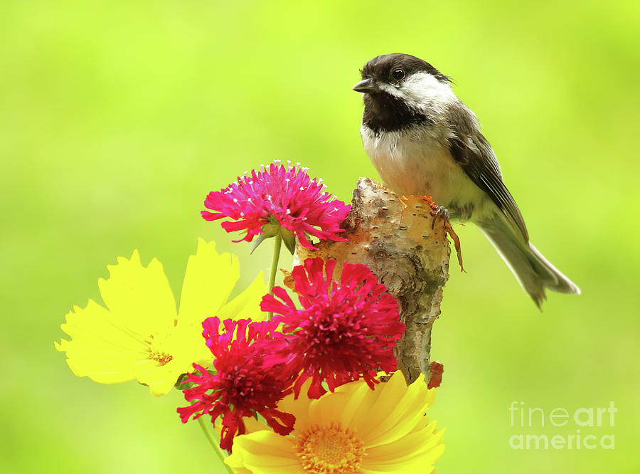 Chickadee Among Bright Flowers Photograph by Max Allen
