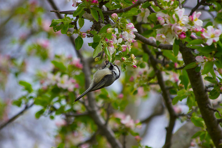 Chickadee And Flowering Tree Photograph