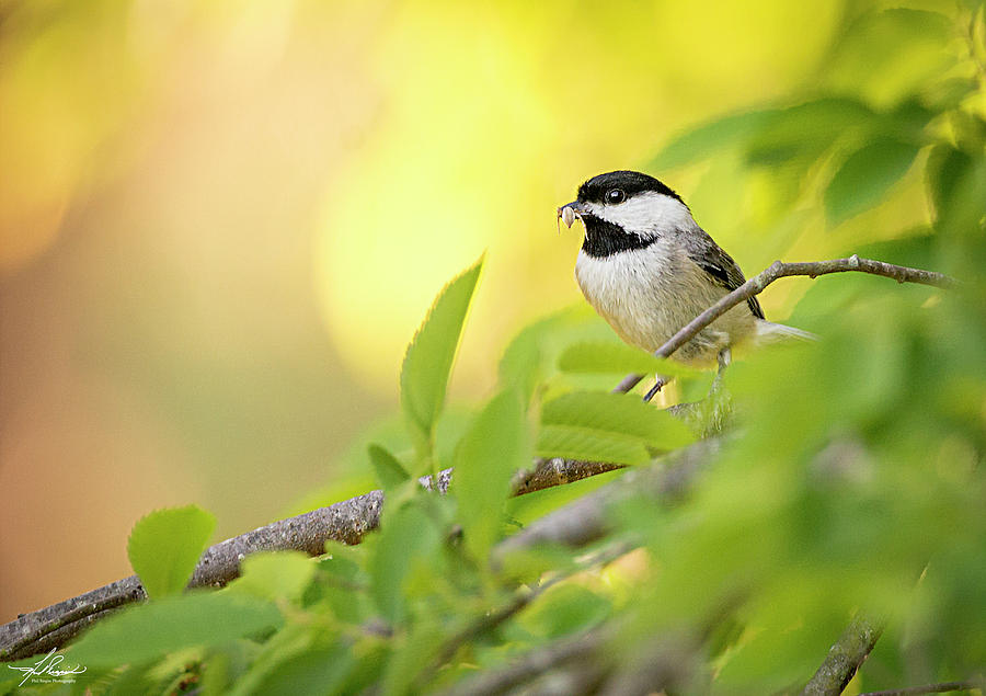 Chickadee Photograph - Chickadee At Dusk by Phil And Karen Rispin