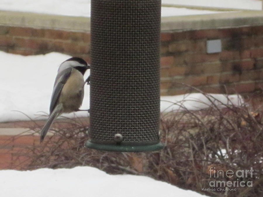 Chickadee at Feeder Photograph by Kathie Chicoine