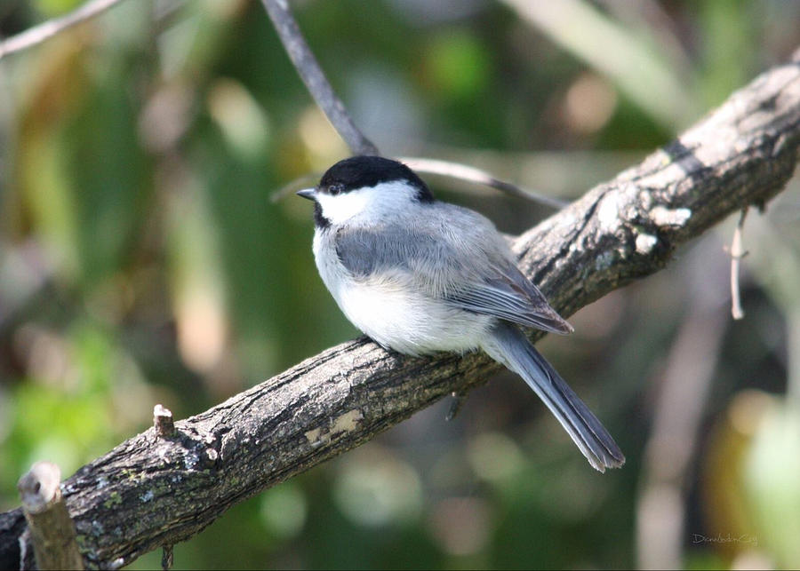 Chickadee at Rest Photograph by Diane Lindon Coy
