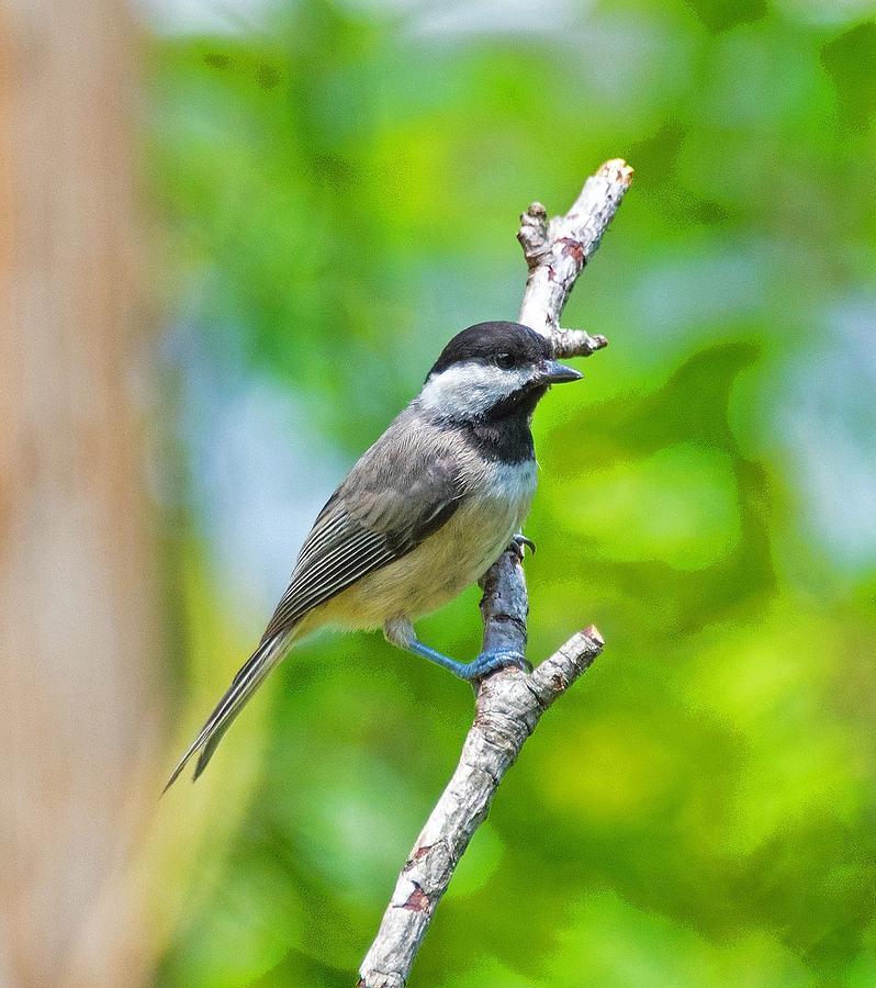 Chickadee by Chris White Photograph by C H Apperson