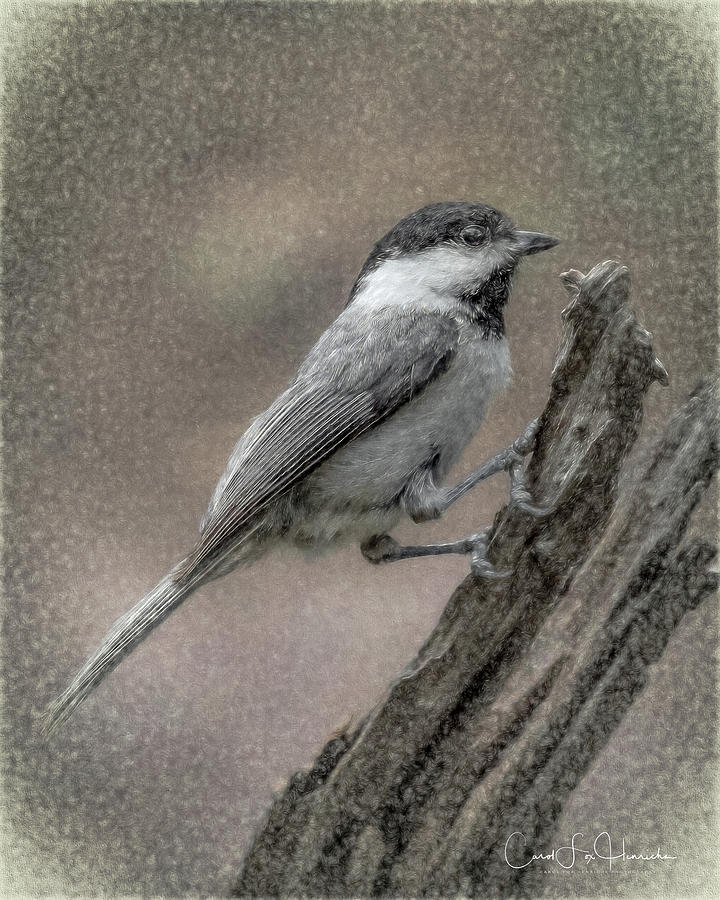 Carolina Chickadee Digital Art - Chickadee by Carol Fox Henrichs Carolina Chickadee Digital Art - Chickadee by Carol Fox Henrichs