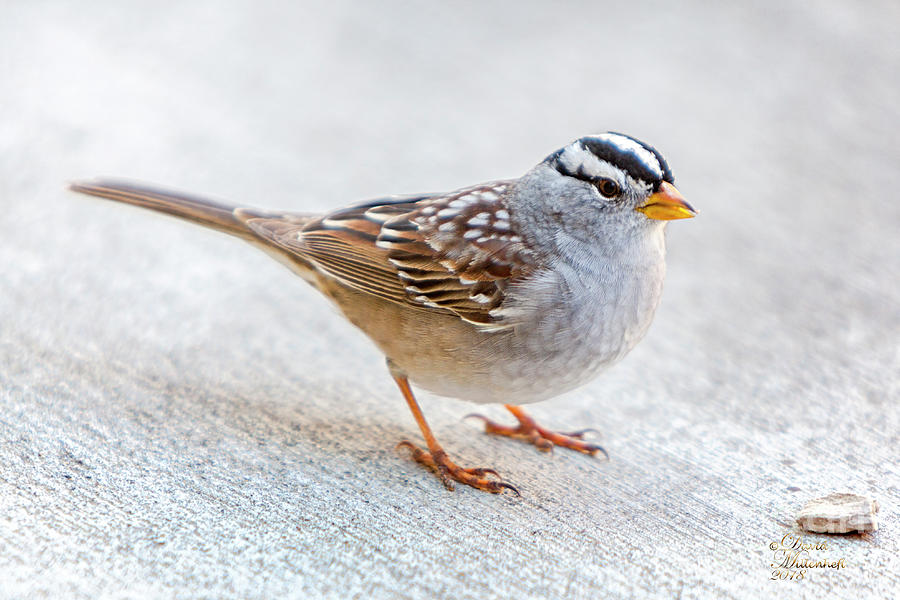 White Crowned Sparrow Photograph by David Millenheft