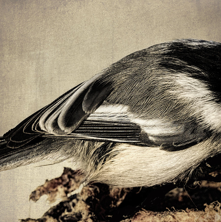 Chickadee Feathers Photograph by Fred Denner