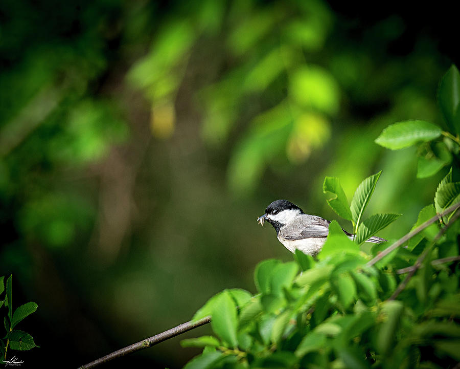 Bird Photograph - Chickadee Feeding a Family by Phil And Karen Rispin