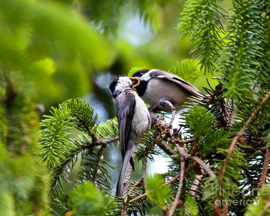 Chickadee Feeding Time Photograph by Kerri Farley