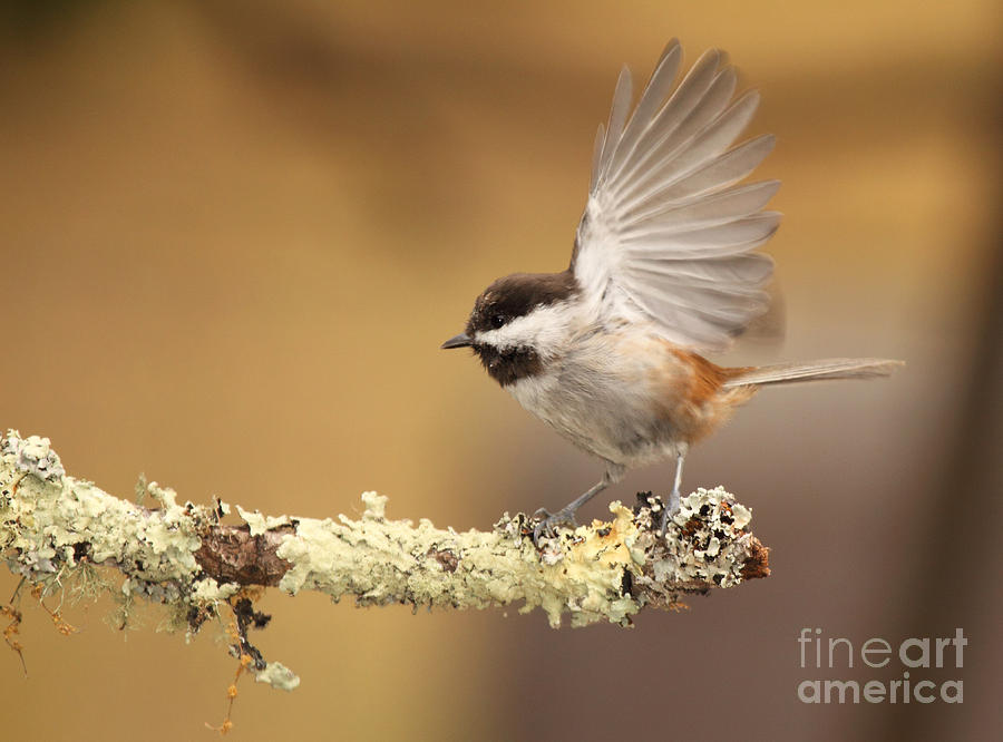 Chickadee Flipping Its Wings Photograph by Max Allen