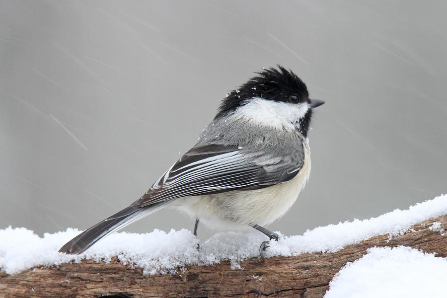 Chickadee in a Snow Storm Photograph by Sue Feldberg