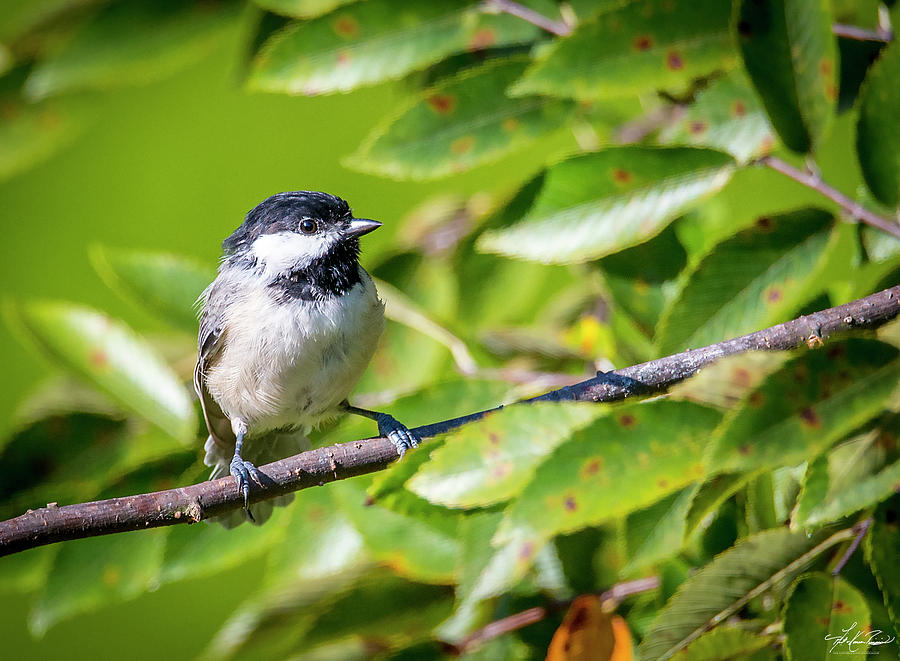 Chickadee Photograph - Chickadee in a Tree by Phil And Karen Rispin