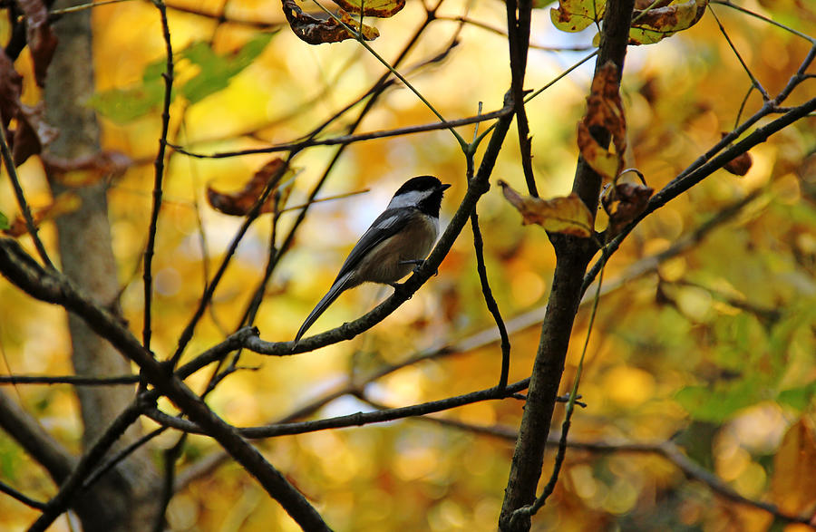 Chickadee In Autumn Photograph by Debbie Oppermann
