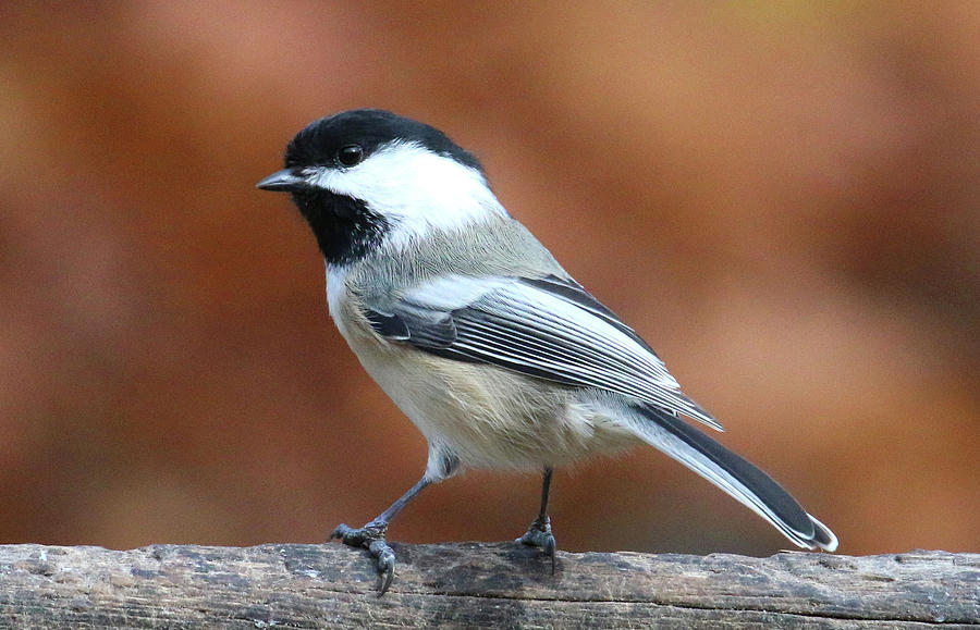 Chickadee in Autumn Photograph by Marsha Ewing - Fine Art America