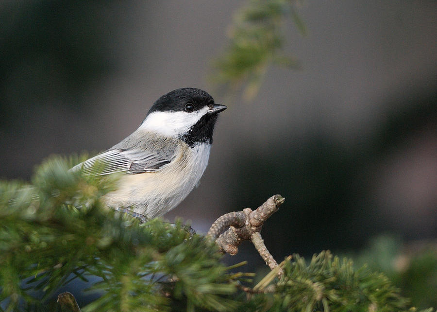 Chickadee in balsam tree Photograph by Sue Capuano