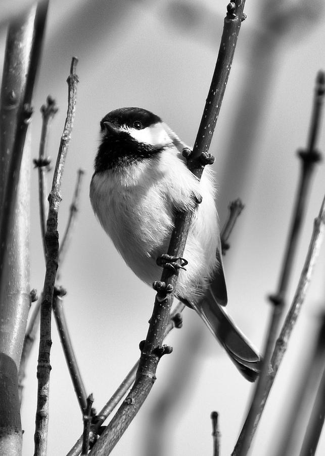 Chickadee In Black and White Photograph by Mark Hammerstein | Fine Art ...