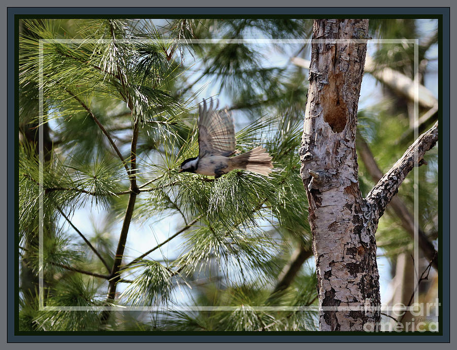 Chickadee in Flight, Framed Photograph by Sandra Huston