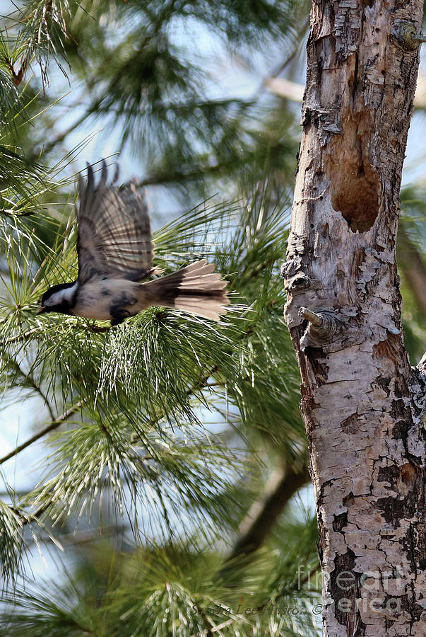 Chickadee in Flight, Vertical #1 Photograph by Sandra Huston