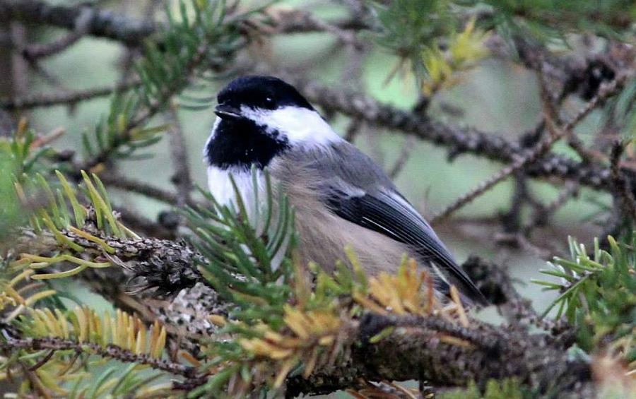 Chickadee Tree B B British Columbia Canada