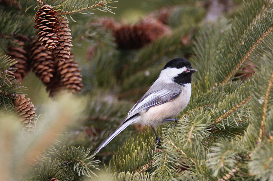 Chickadee in Pinecones Photograph by Brook Burling