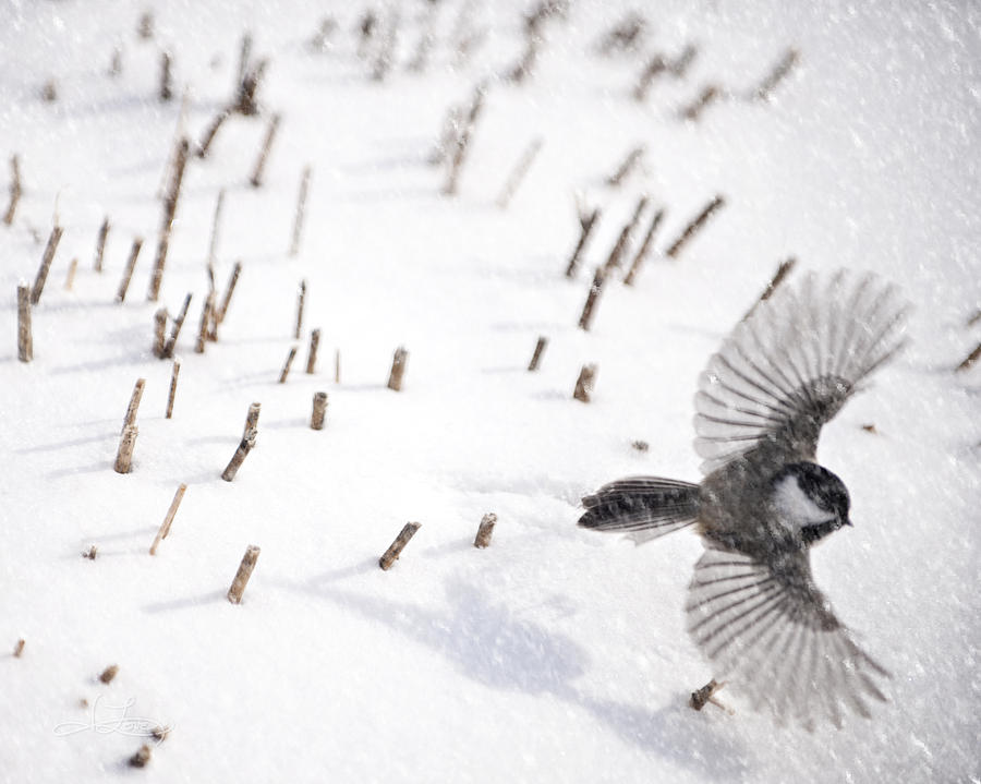 Chickadee in Snow Photograph by Jill Love
