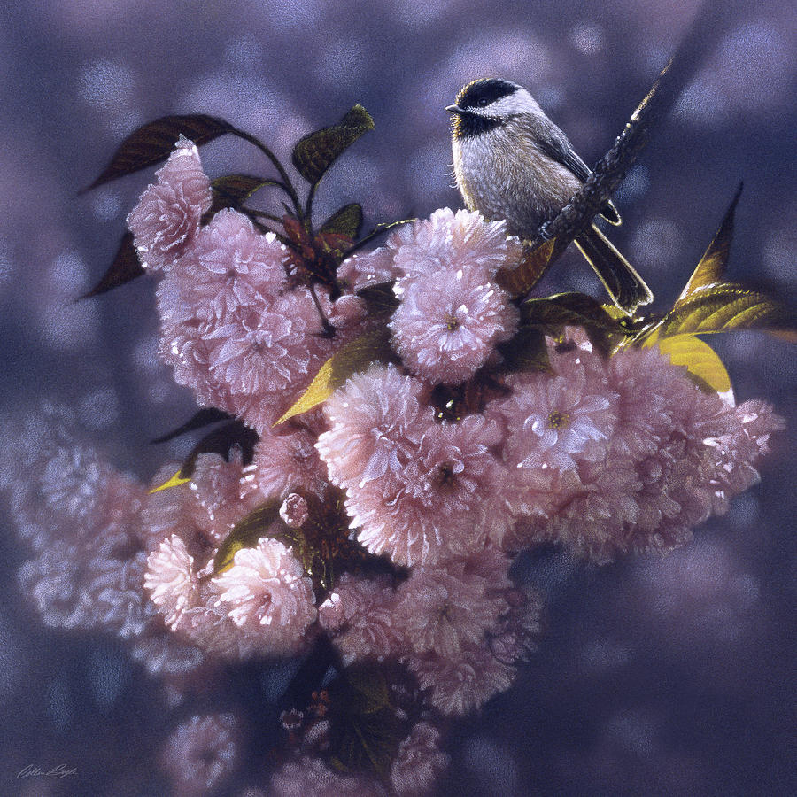 Chickadee - In Spring Pink Painting by Collin Bogle