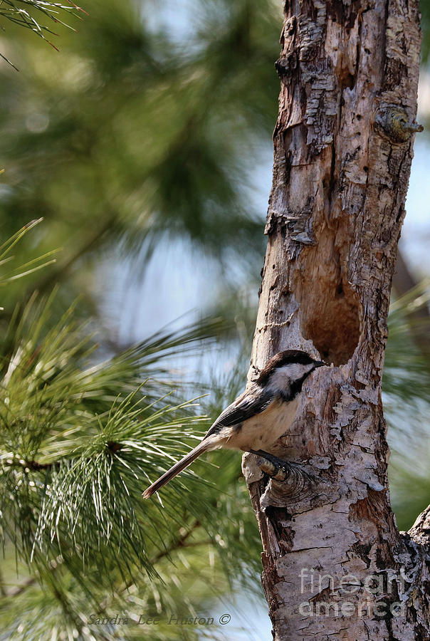 Chickadee in Spring, Vertical # 2 Photograph by Sandra Huston
