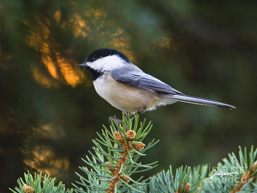 Nature Photograph - Chickadee in Spruce  by Bon and Jim Fillpot
