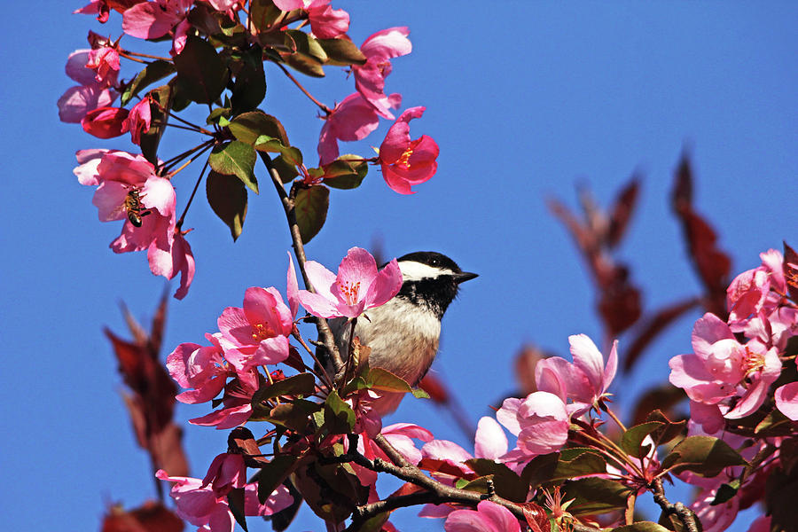Chickadee In The Blossoms Photograph by Debbie Oppermann