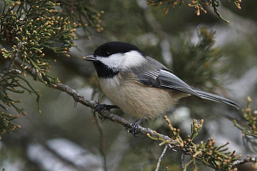 Chickadee in the cedar tree Photograph by Linda Crockett | Fine Art America