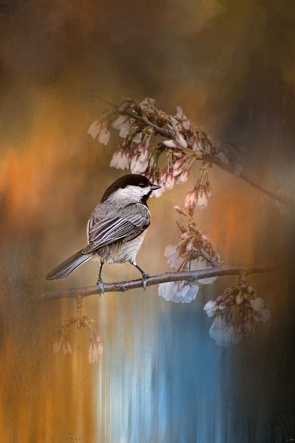 Bird Photograph - Chickadee In The Garden by Jai Johnson