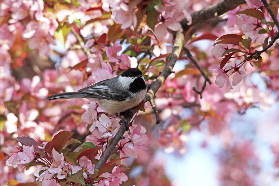 Chickadee In The Pink Blossoms Photograph by Debbie Oppermann