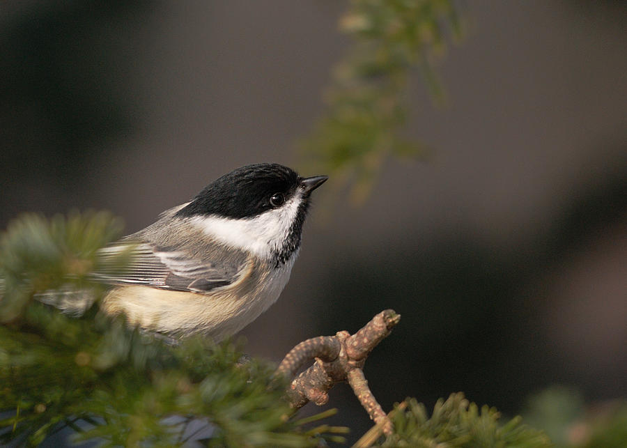 Chickadee in the shadows Photograph by Sue Capuano