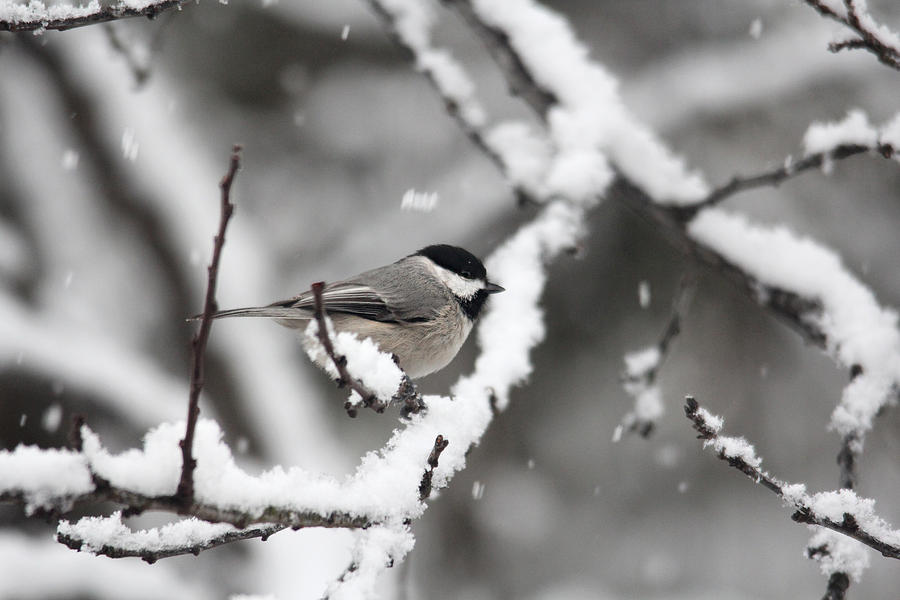 Chickadee in the Snow Photograph by Trina Ansel