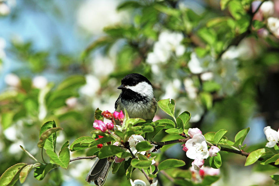 Chickadee In The White Blossoms Photograph by Debbie Oppermann