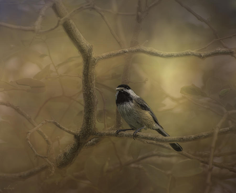 Chickadee Photograph by Mary Clough