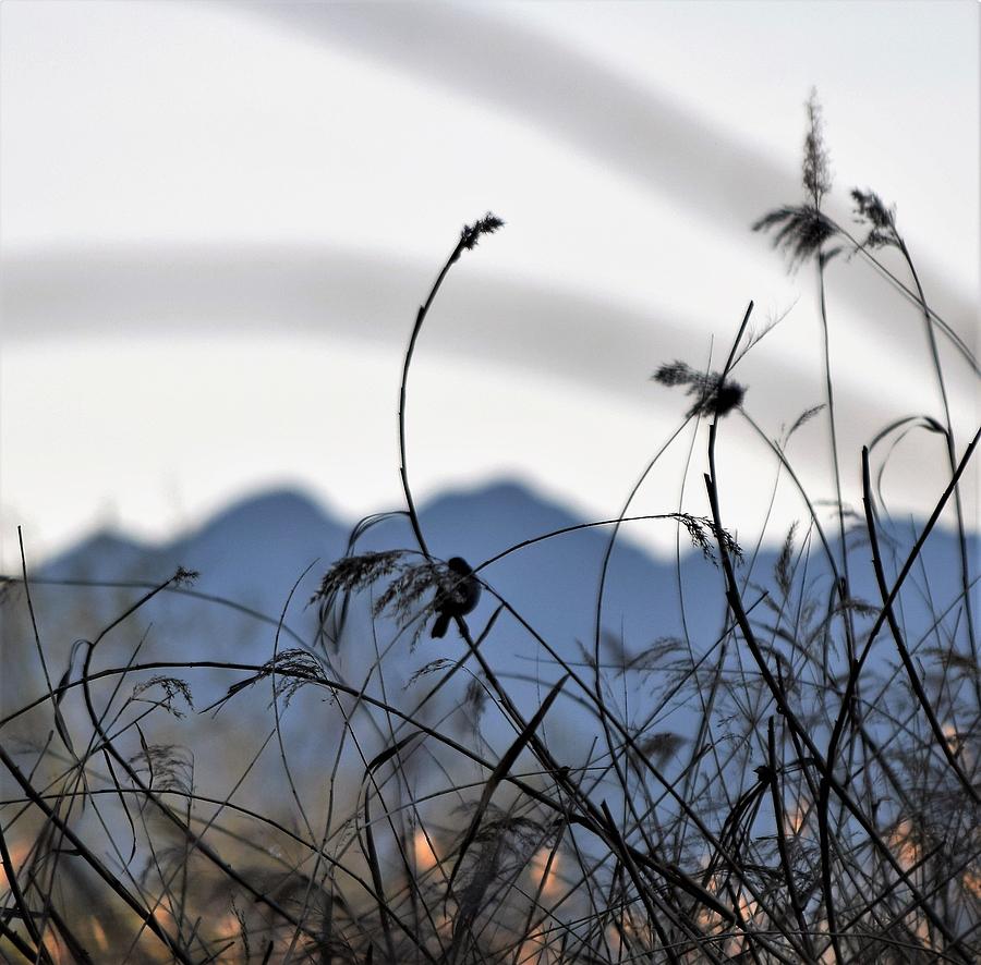 Chickadee Meadow Photograph by John Glass