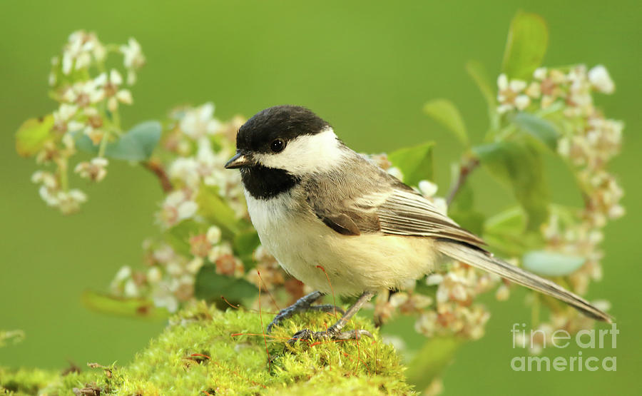 Chickadee Mossy Spring Perch Photograph by Max Allen