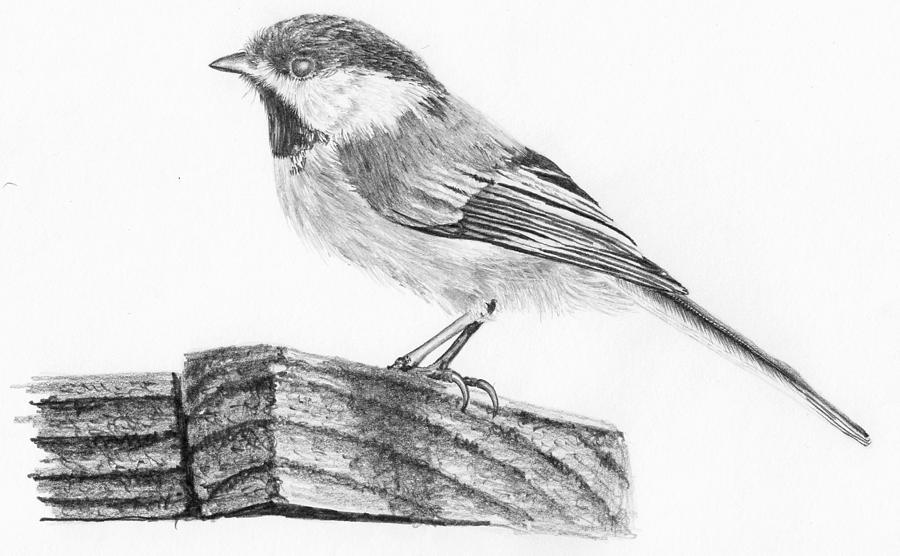 Chickadee Drawing by Nolan Clark - Fine Art America