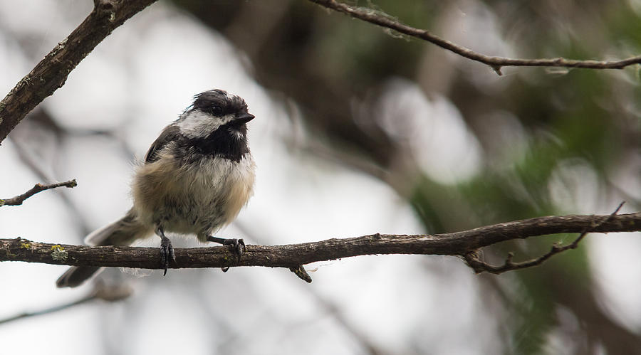 Chickadee on a branch Photograph by Josef Pittner