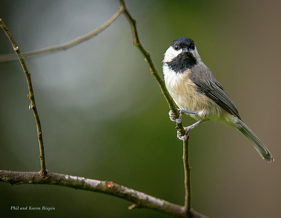 Cardinal Photograph - Chickadee on a Branch by Phil And Karen Rispin