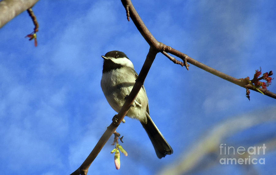 Chickadee On Blue Photograph by Lydia Holly