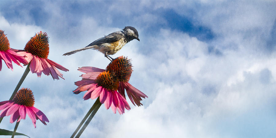 Chickadee on Echinacea Photograph by Peter V Quenter