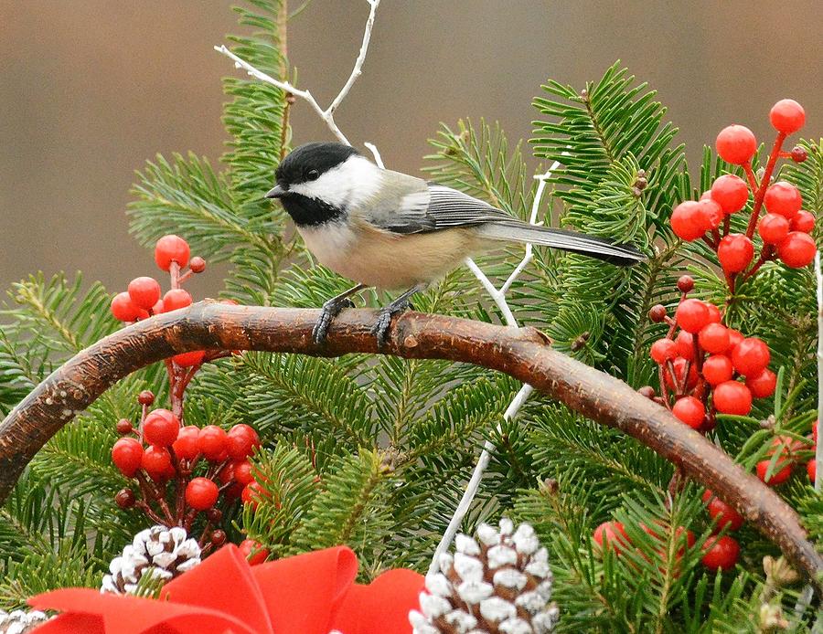 Chickadee on Holiday Basket Photograph by Judy Genovese