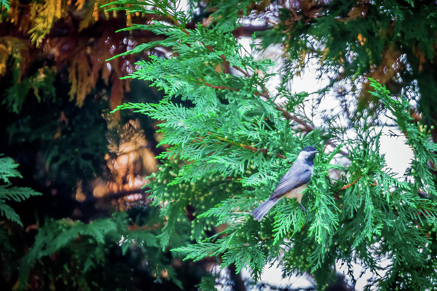 Chickadee Perched On An Evergreen Tree Photograph by Alex Grichenko