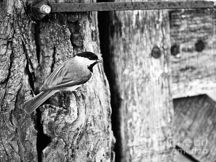Chickadee Photograph by Rachel Morrison